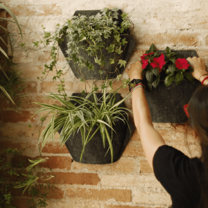 Pack of 3 wall planters with cover and watering system