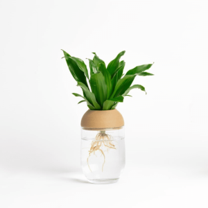 Hydroponic transparent pot